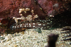 Gymnothorax prionodon