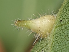 Caryomyia inclinata
