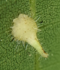 Caryomyia inclinata
