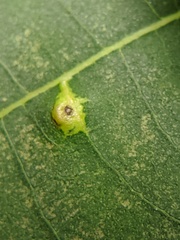 Caryomyia inclinata