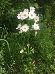 Primula japonica
