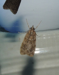 Scoparia ambigualis
