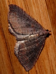 Chrysolarentia trygodes