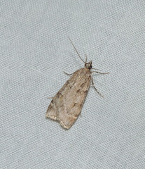 Scoparia subfusca