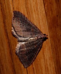 Chrysolarentia trygodes