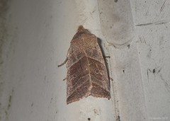 Eupsilia devia