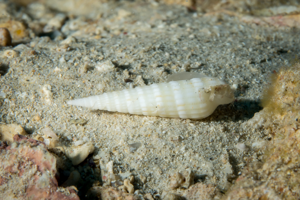 Myurella flavofasciata
