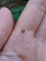 Psyllobora confluens