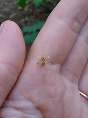 Psyllobora confluens