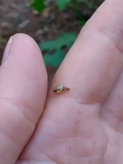 Psyllobora confluens