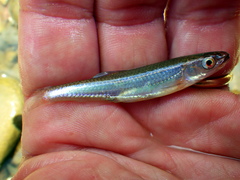 Notropis percobromus