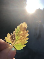 Phytomyza nepetae