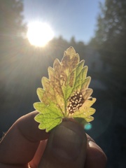 Phytomyza nepetae