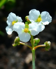 Sagittaria sanfordii