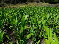 Sagittaria sanfordii