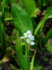 Sagittaria sanfordii