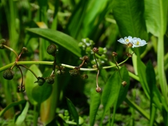 Sagittaria sanfordii