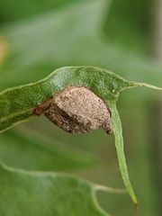 Dryocosmus quercusnotha