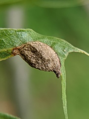 Dryocosmus quercusnotha