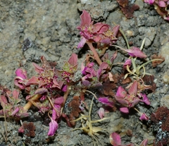 Amaranthus californicus