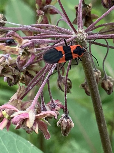 Large Milkweed Bug photographed in Maine