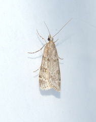 Scoparia subfusca