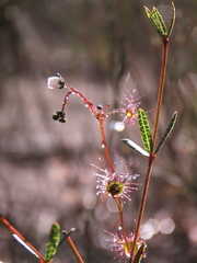 Drosera peltata