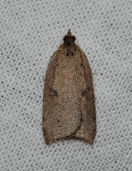 Meritastis polygraphana