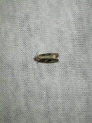 Proteoteras crescentana