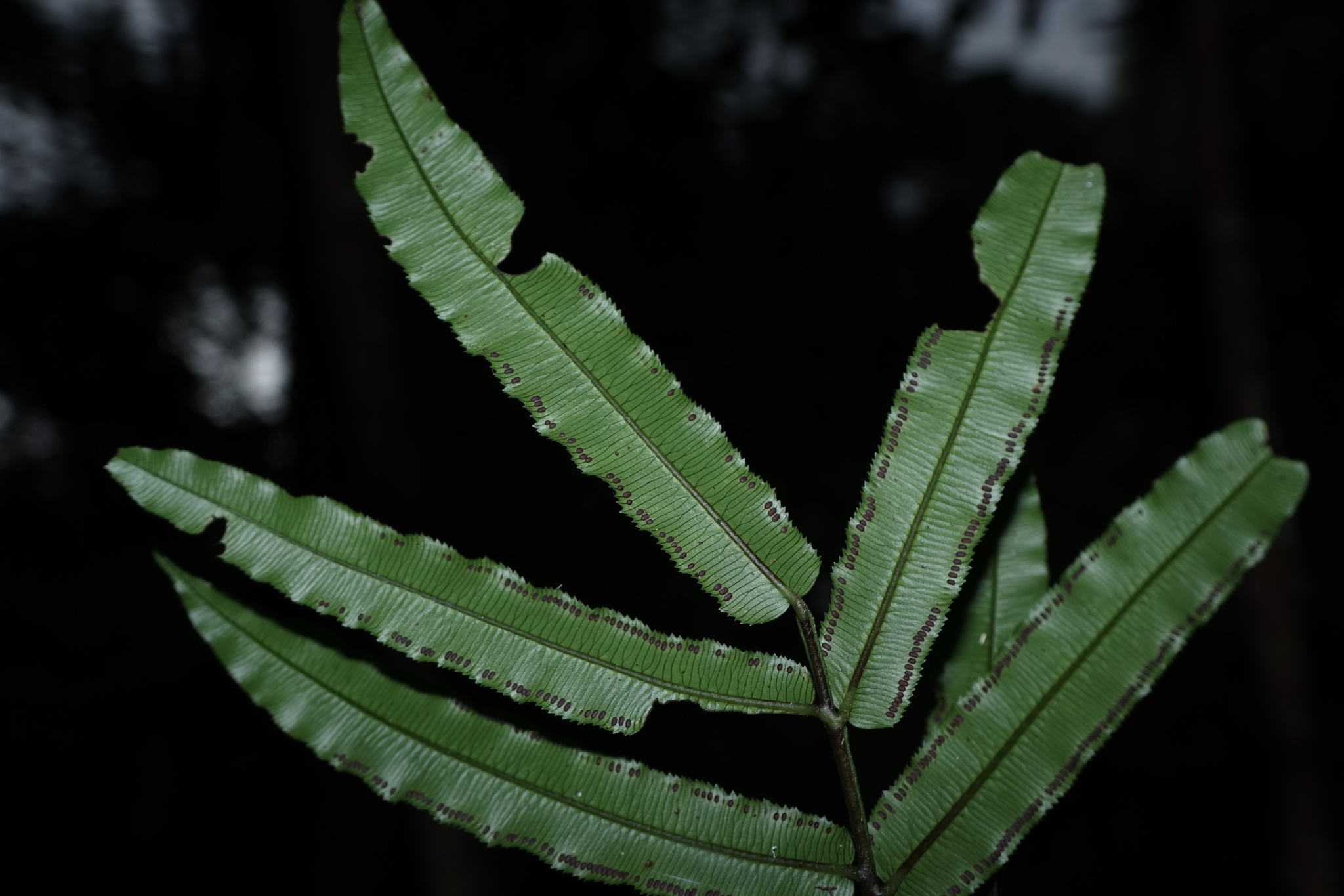 Ptisana fraxinea