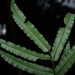 Pitted Potato Fern - Photo no rights reserved, uploaded by Romer Rabarijaona