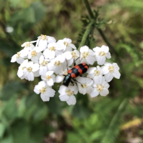 Red-blue Checkered Beetle