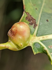 Pemphigus populicaulis