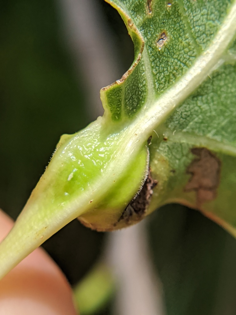 Pemphigus populi