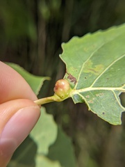 Pemphigus populicaulis