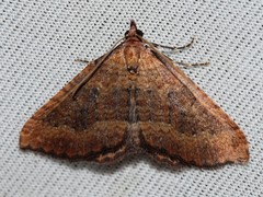 Chrysolarentia trygodes