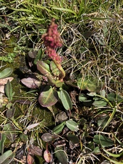 Rumex acetosa pseudoxyria