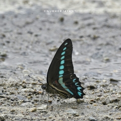 Graphium milon