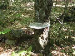 Ganoderma applanatum image