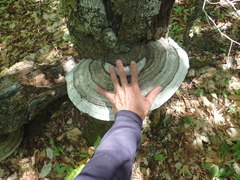 Ganoderma applanatum image