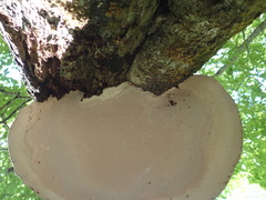 Ganoderma applanatum image