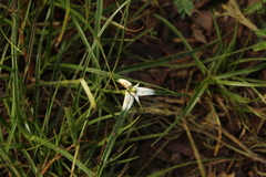 Rhynchospora nervosa