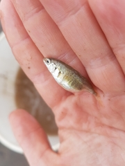 Gasterosteus wheatlandi