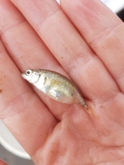 Gasterosteus wheatlandi