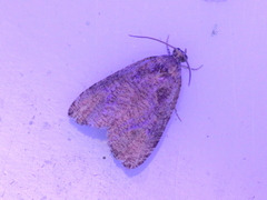 Olethreutes exoletum