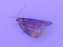 Olethreutes exoletum