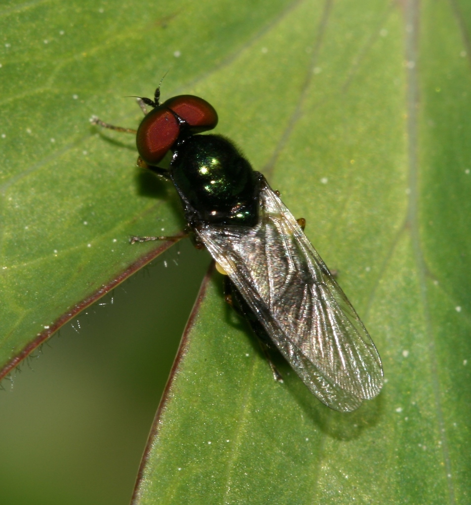 Black-horned Gem Fly