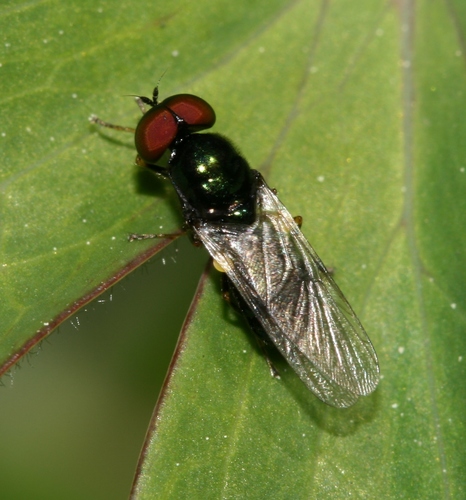 Black-horned Gem Fly, photo 4 of 7