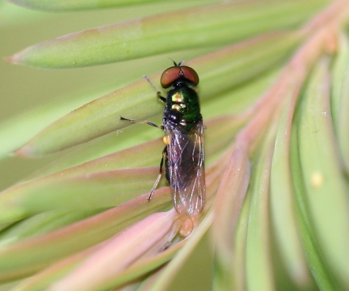 Black-horned Gem Fly photo 4