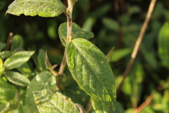 Lepidaploa canescens